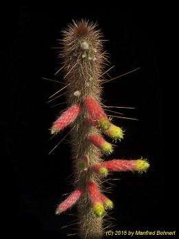 Cleistocactus smaragdiflorus 26